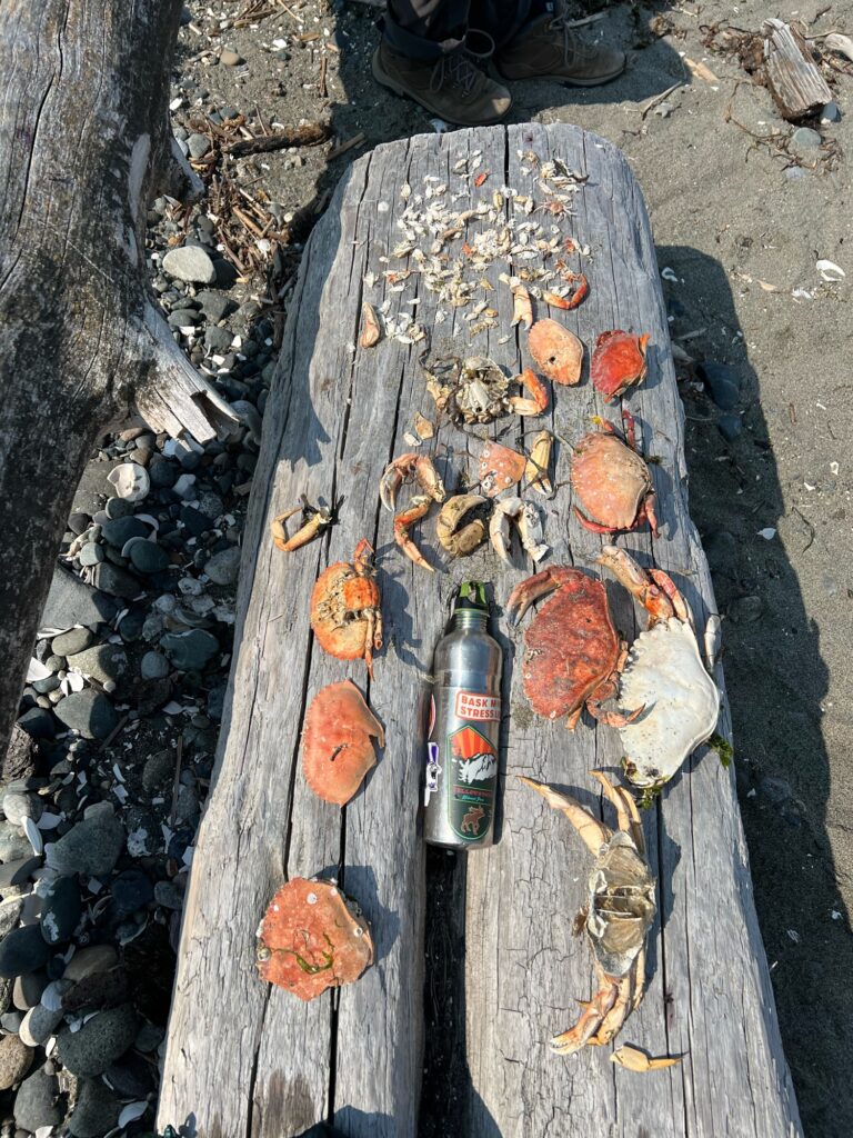 a bottle of beer on a log (MyCoast AI)