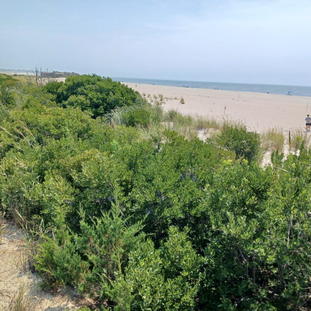 a large group of trees (MyCoast AI)