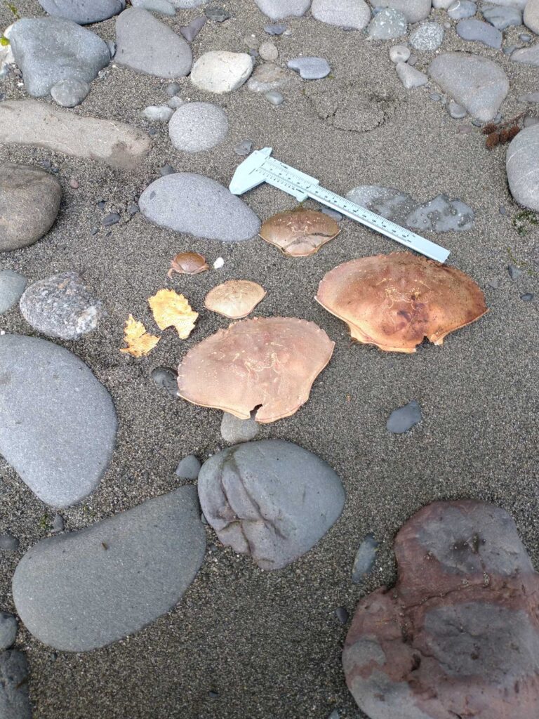 a group of rocks on a beach (MyCoast AI)