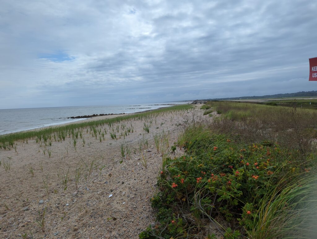 a beach with flowers and grass (MyCoast AI)