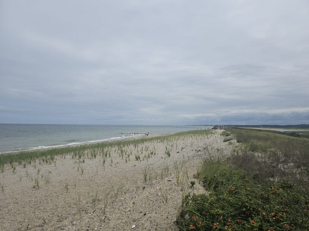 a beach with plants and water (MyCoast AI)
