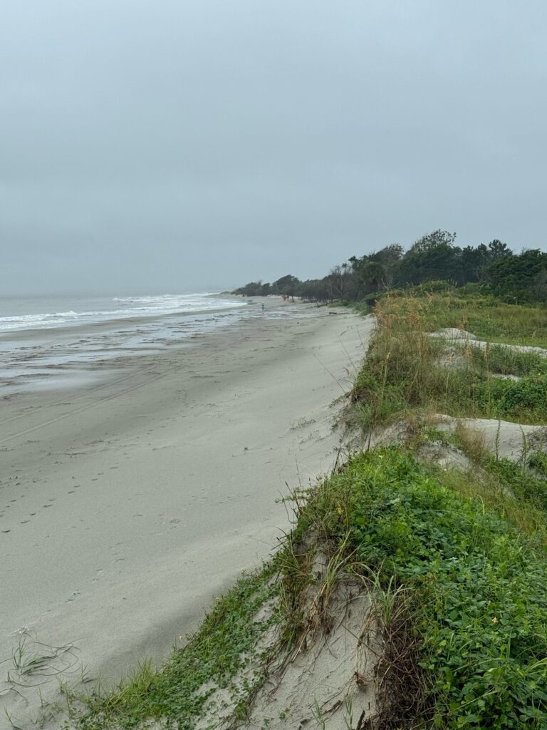 a beach with sand and grass (MyCoast AI)