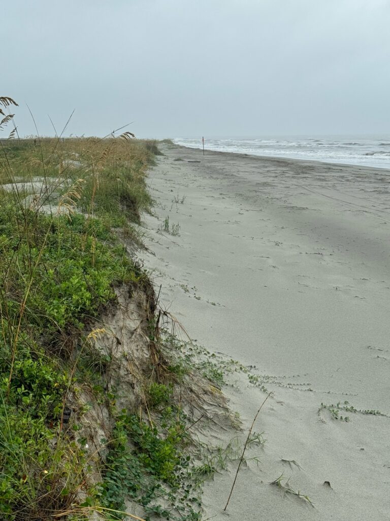 a sandy beach with plants and water (MyCoast AI)