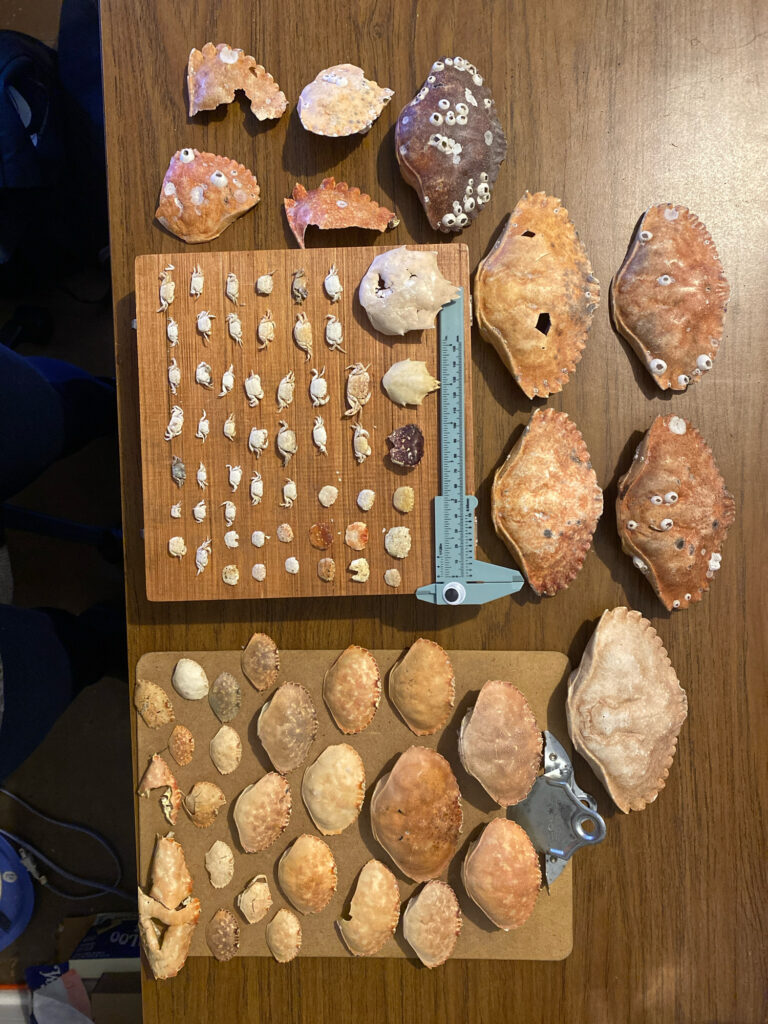 a table full of cookies (MyCoast AI)