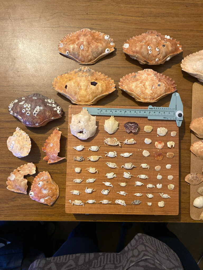 a table full of cookies (MyCoast AI)