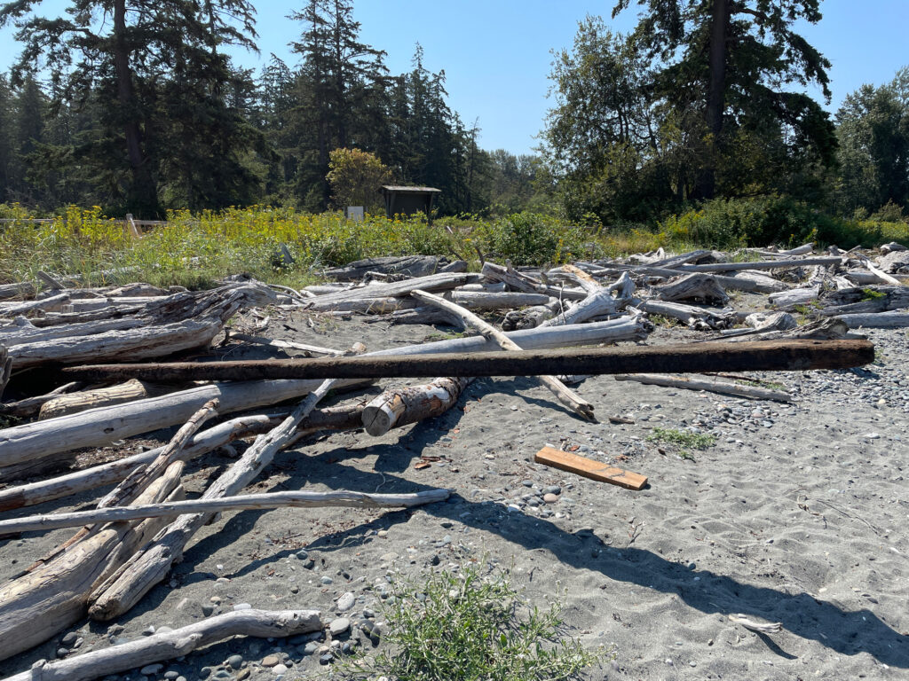 a pile of cut trees (MyCoast AI)