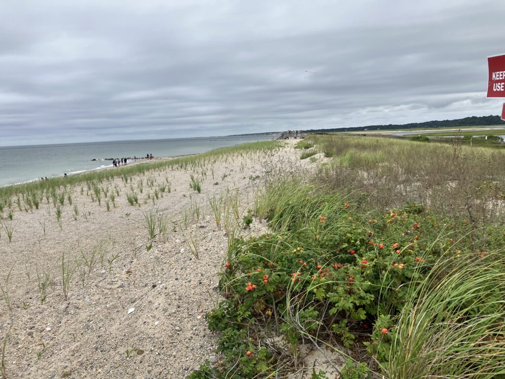 a beach with people walking on it (MyCoast AI)