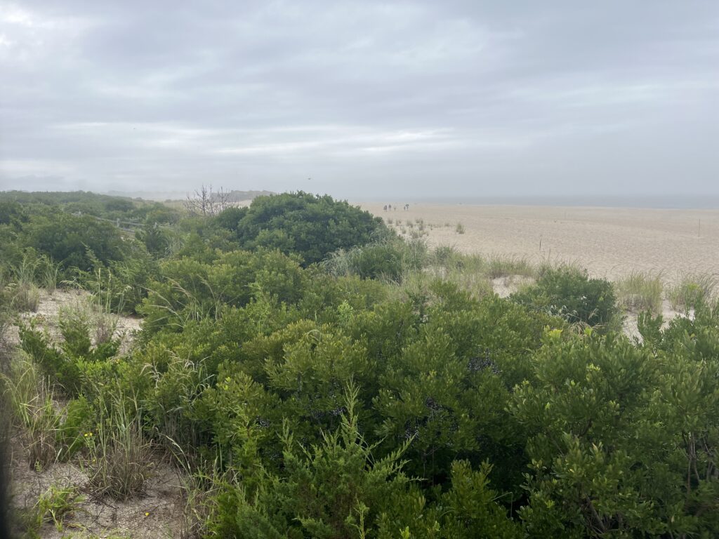 a landscape with trees and bushes (MyCoast AI)