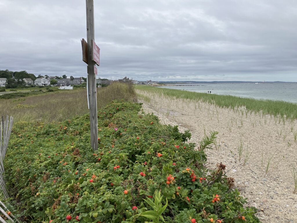 a beach with flowers and grass (MyCoast AI)