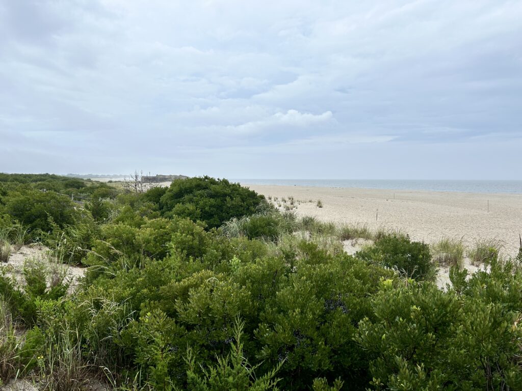 a beach with trees and bushes (MyCoast AI)