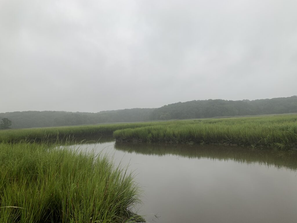 a body of water with grass and trees around it (MyCoast AI)