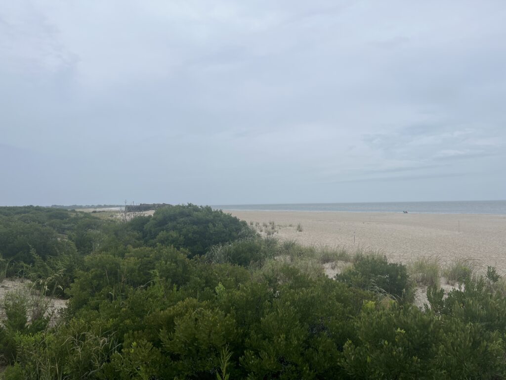 a beach with trees and bushes (MyCoast AI)