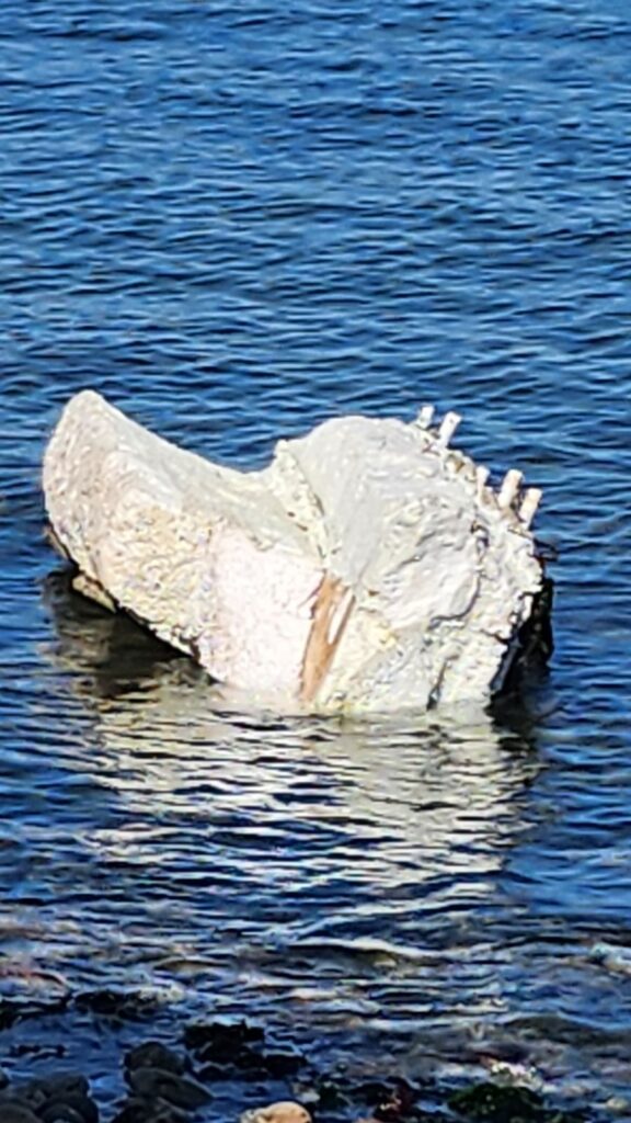 a large iceberg in the water (MyCoast AI)