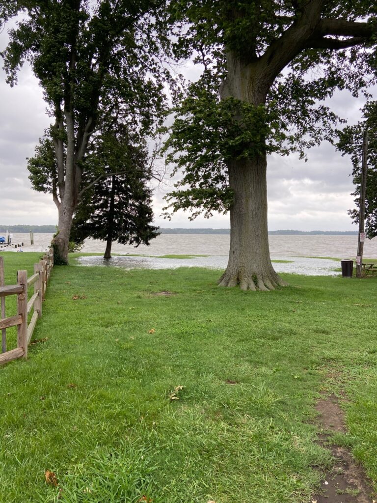 a tree in a grassy area (MyCoast AI)