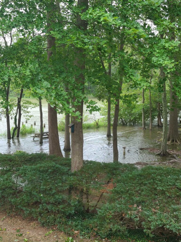 a flooded area with trees (MyCoast AI)