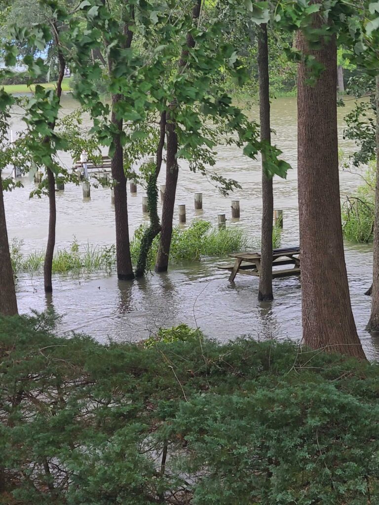 a flooded area with trees and a bench (MyCoast AI)
