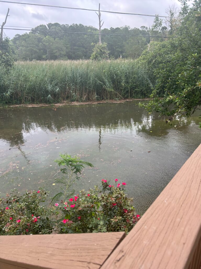 a pond with plants and trees around it (MyCoast AI)