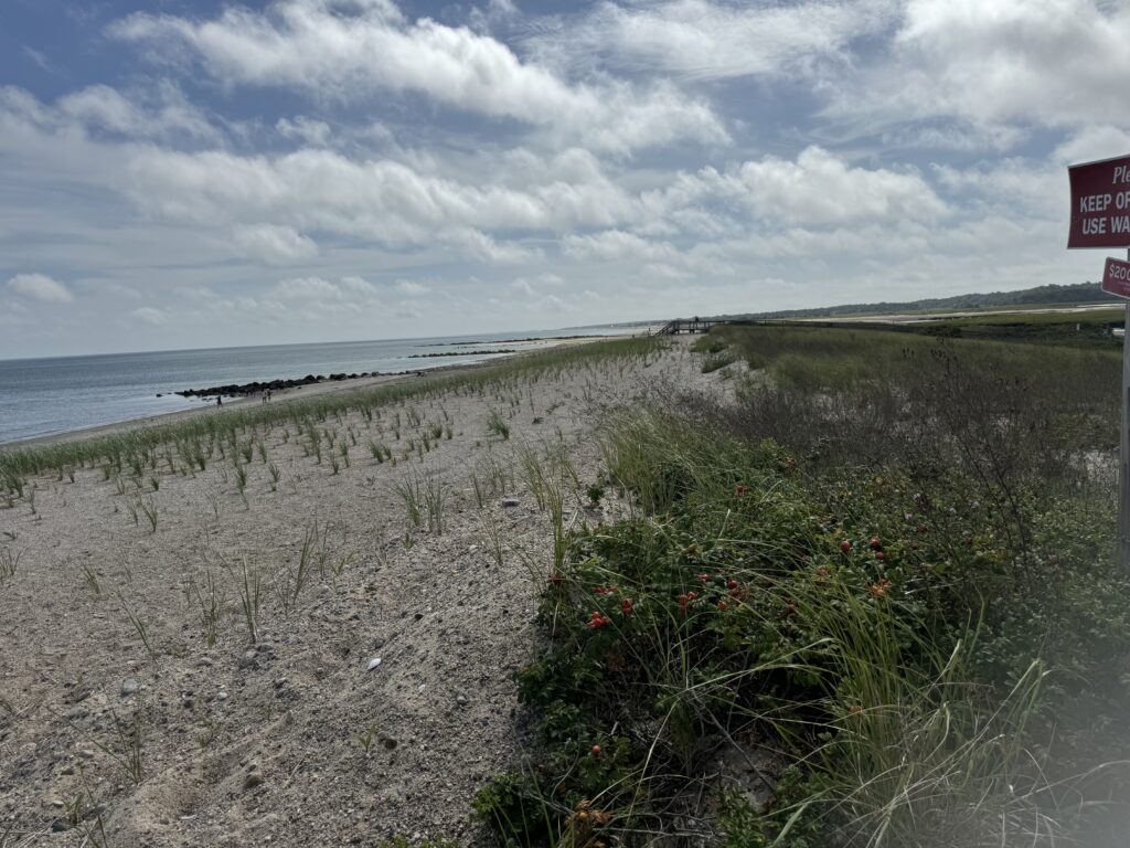 a beach with plants and water (MyCoast AI)