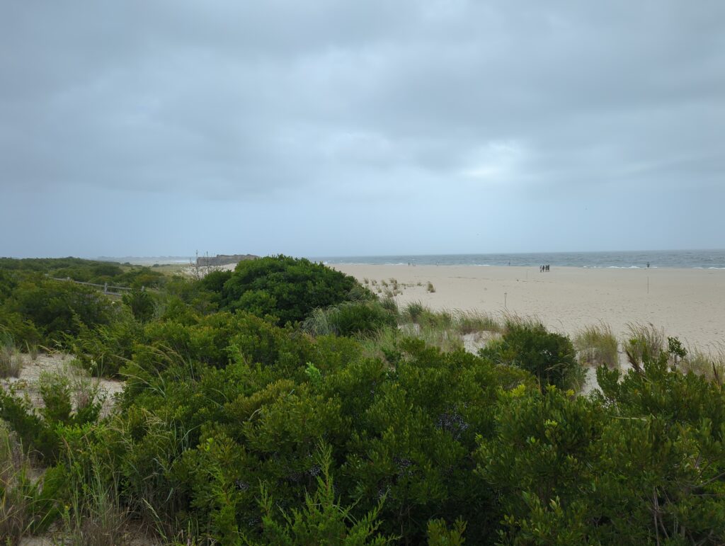 a beach with trees and bushes (MyCoast AI)