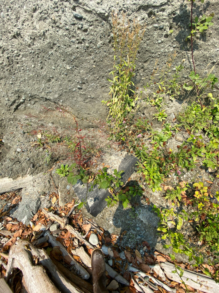 a close-up of a plant (MyCoast AI)