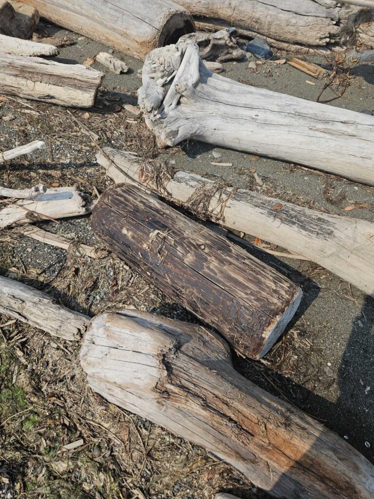 a pile of cut wood (MyCoast AI)