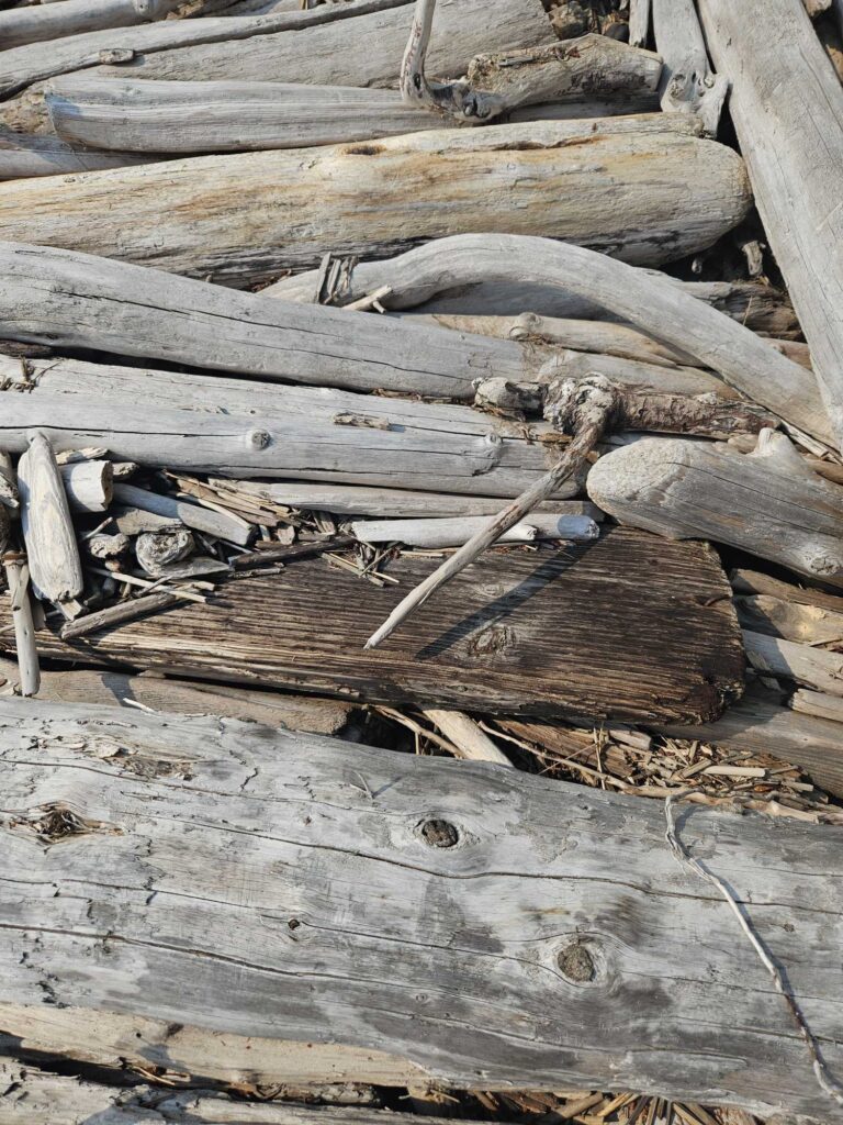 a pile of wood (MyCoast AI)