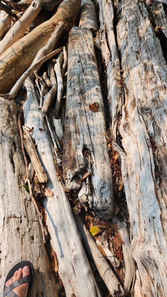 a close up of a tree trunk (MyCoast AI)