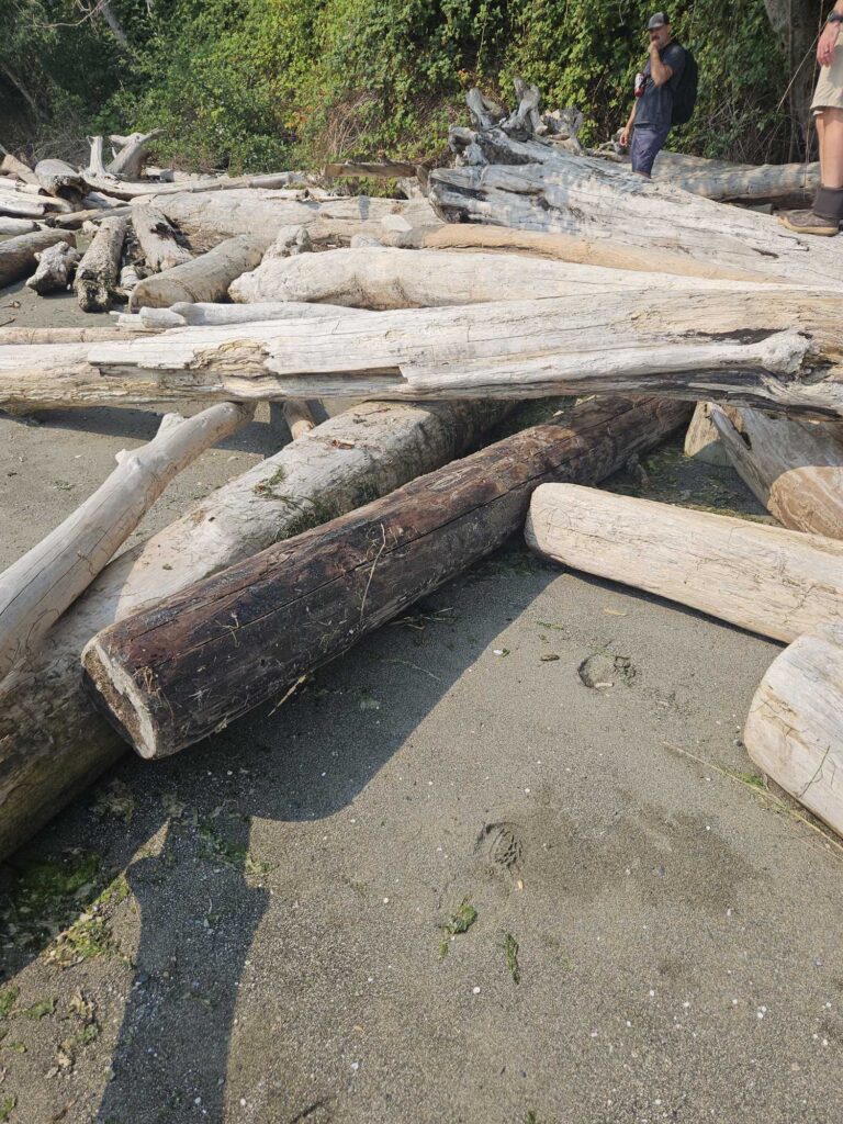 a group of logs (MyCoast AI)
