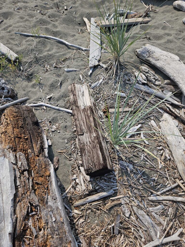 a tree stump with a plant growing out of it (MyCoast AI)