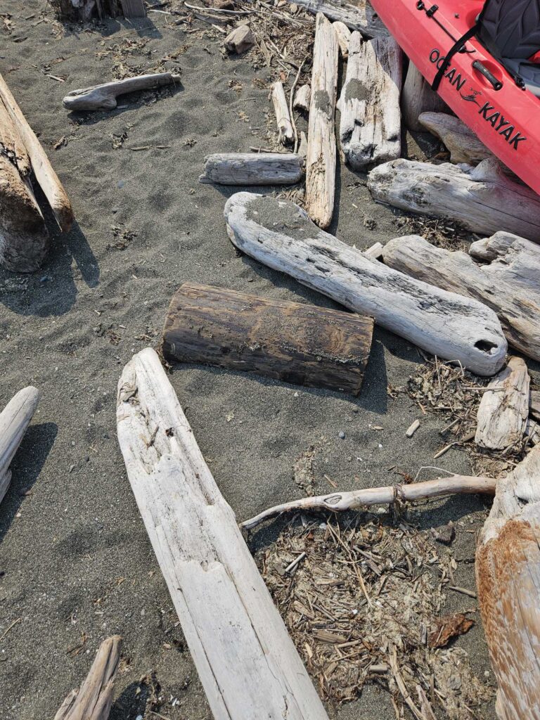a pile of cut logs (MyCoast AI)