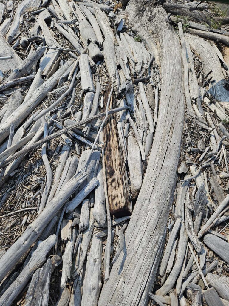 a pile of wood (MyCoast AI)