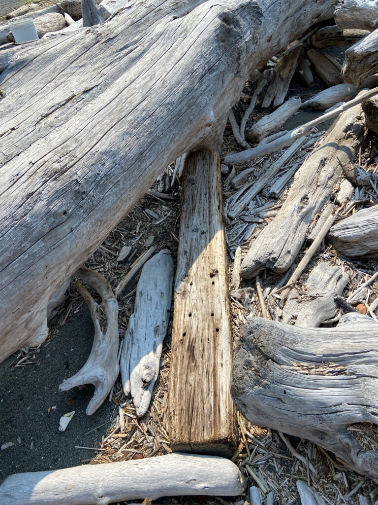 a group of animals next to a wood fence (MyCoast AI)