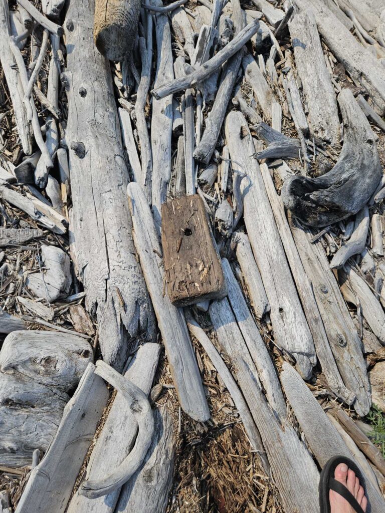 a tree stump with many cut logs (MyCoast AI)