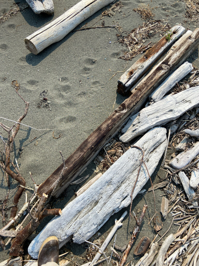 a pile of wood (MyCoast AI)