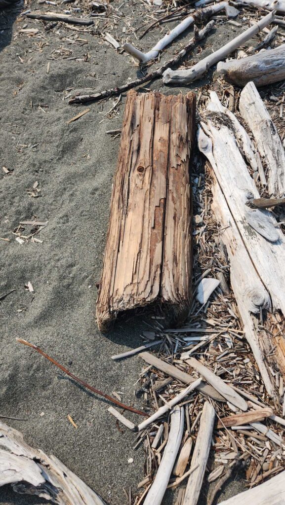 a tree stump with a hole in it (MyCoast AI)
