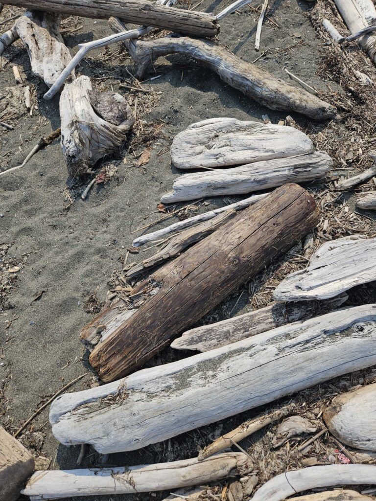 a pile of cut logs (MyCoast AI)