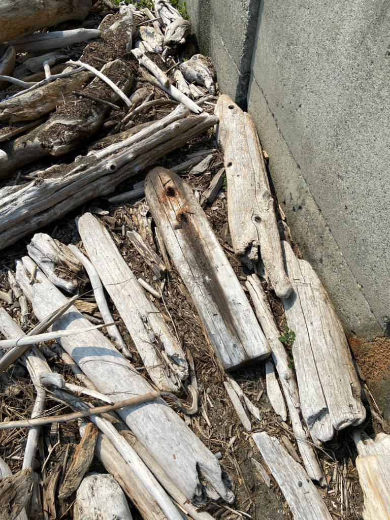 a lizard on a pile of wood (MyCoast AI)