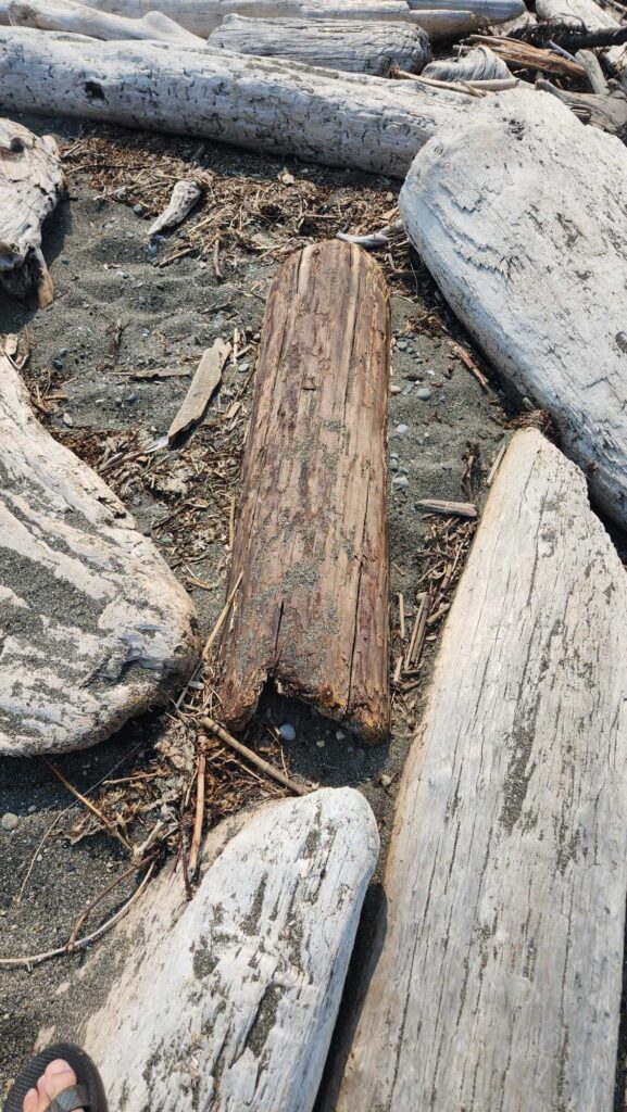 a tree stump in a hole (MyCoast AI)