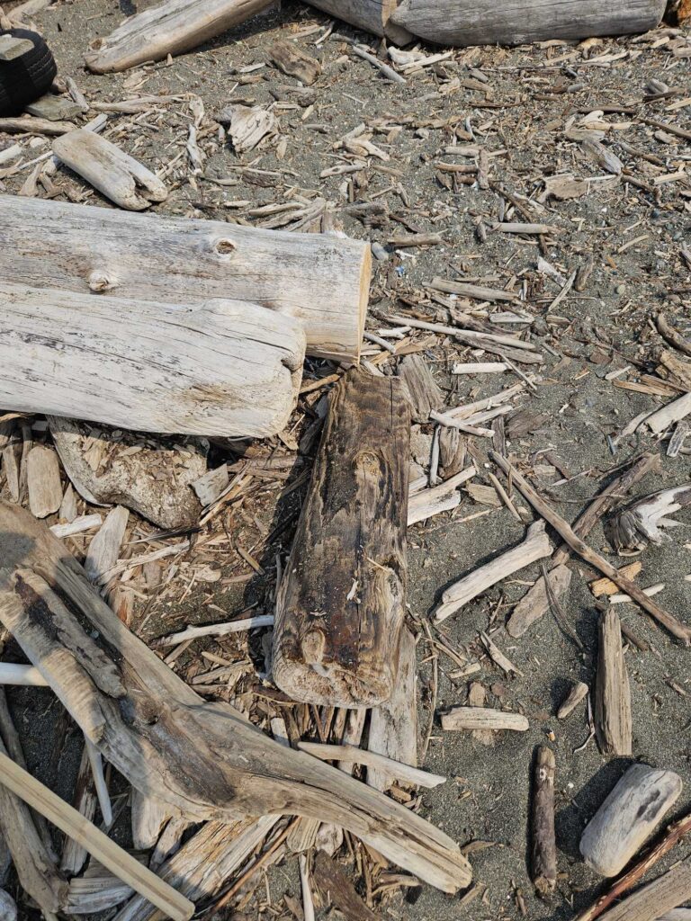a pile of cut down wood (MyCoast AI)