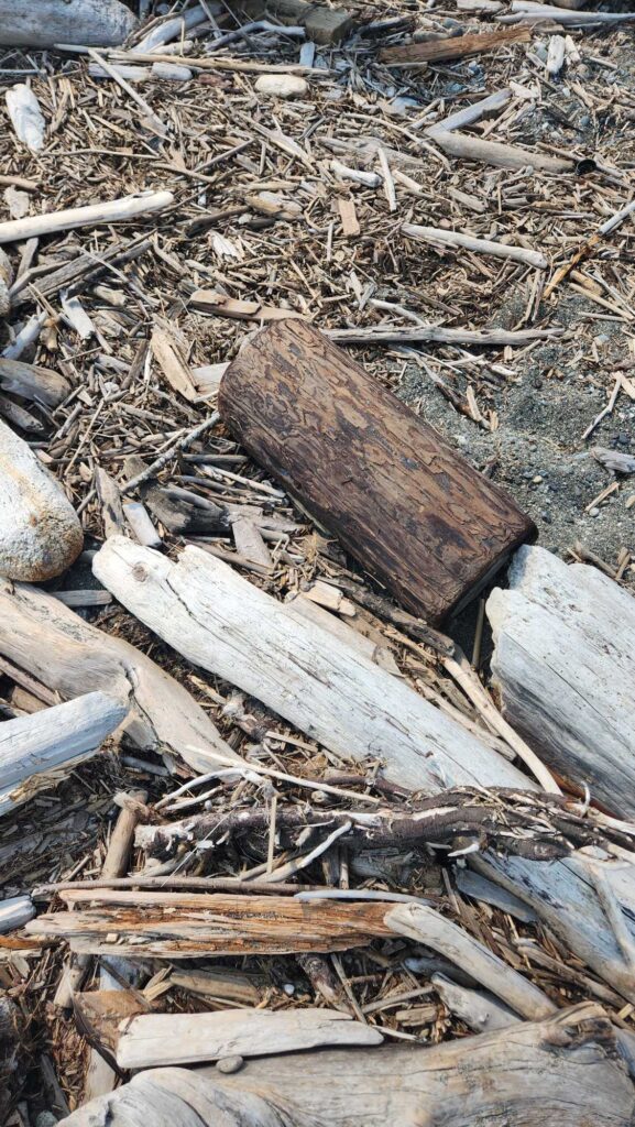 a pile of wood (MyCoast AI)