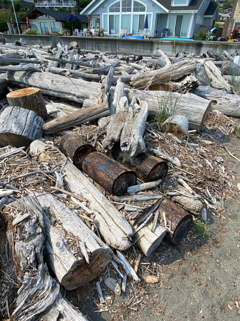 a pile of cut logs (MyCoast AI)