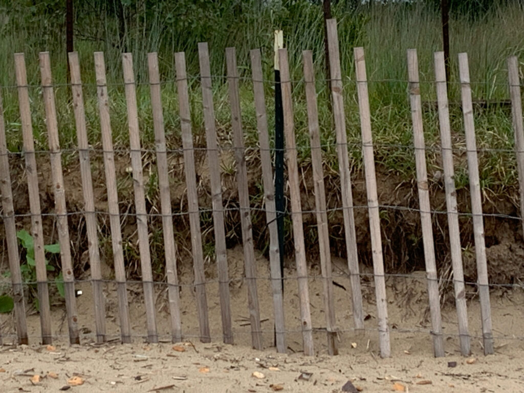 a row of bamboo trees (MyCoast AI)