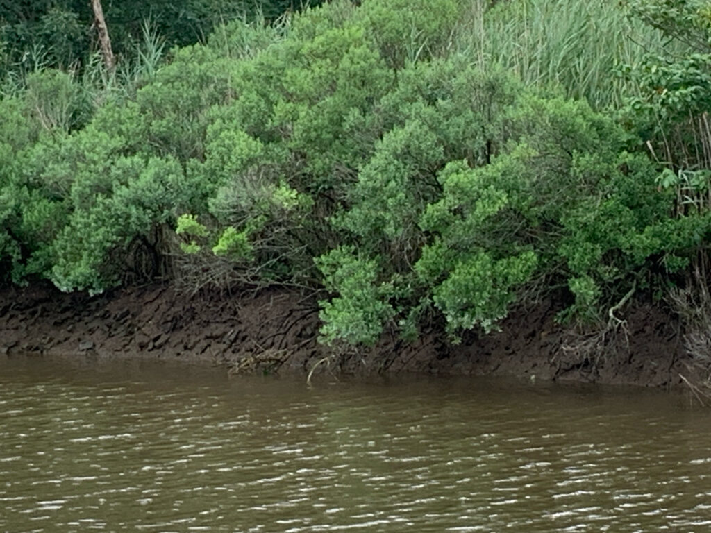 a river with trees on the banks (MyCoast AI)