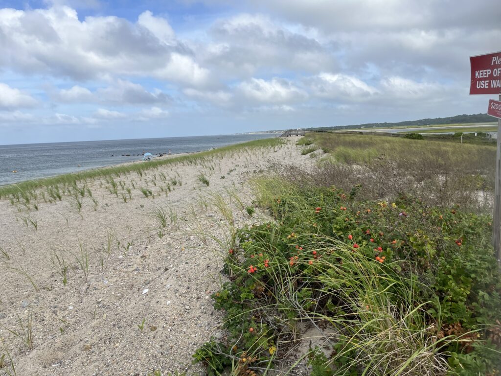 a beach with plants and flowers (MyCoast AI)