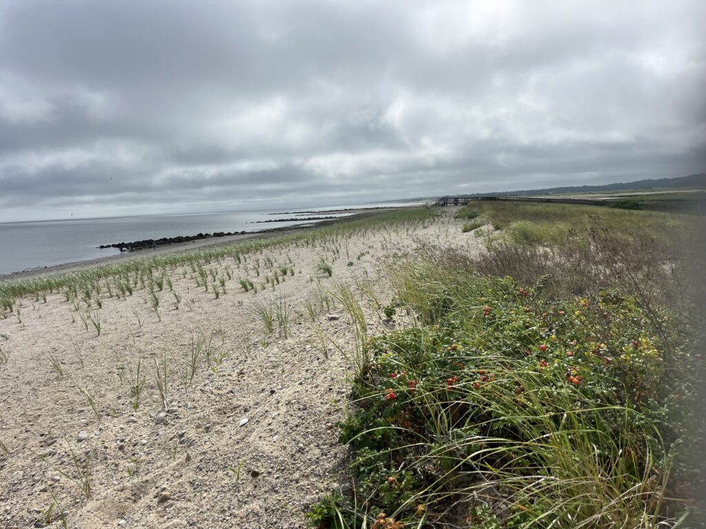 a beach with plants and water (MyCoast AI)