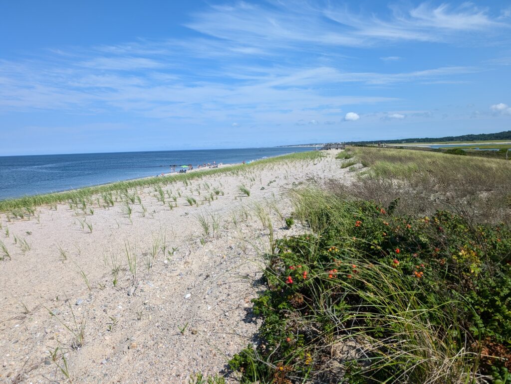 a beach with plants and flowers (MyCoast AI)