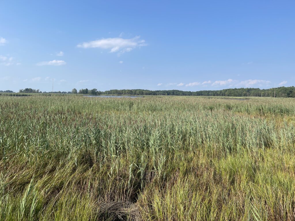 a large grassy field (MyCoast AI)