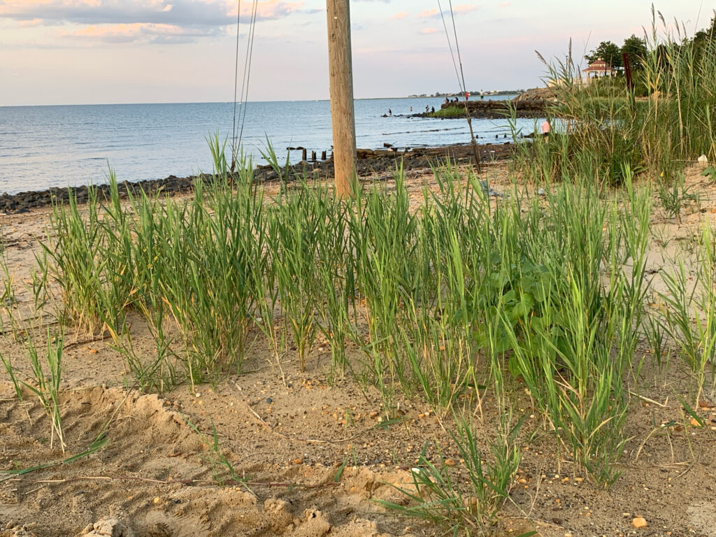a beach with plants and water (MyCoast AI)