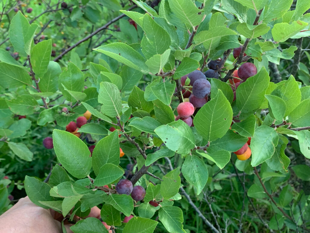 a tree with berries (MyCoast AI)