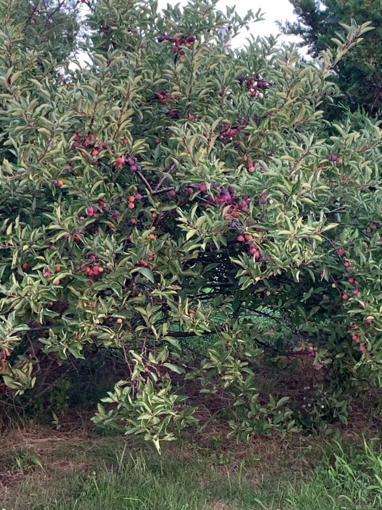 a bush with red flowers (MyCoast AI)
